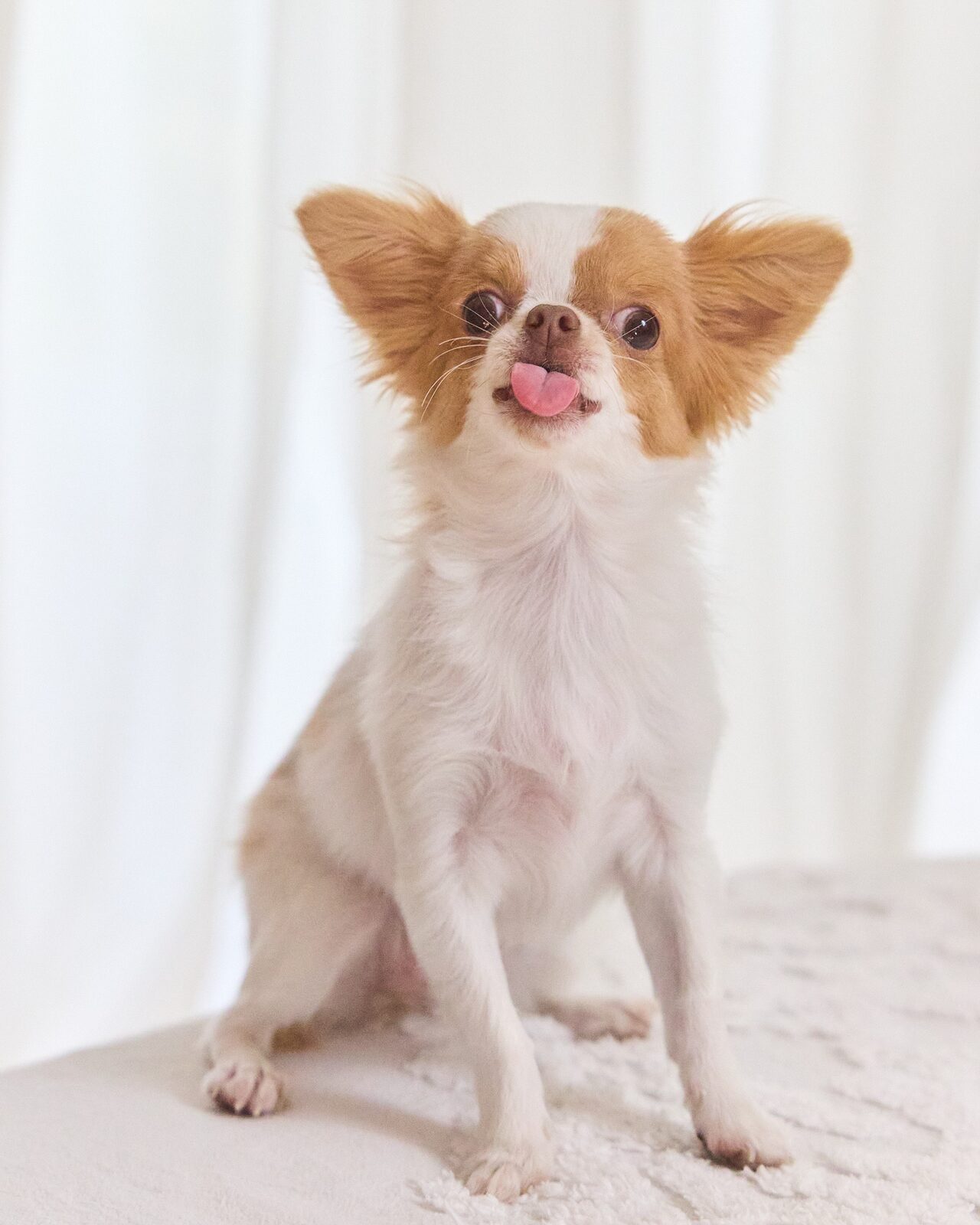 Long-haired chihuahua sitting upright on a white blanket in bright studio light