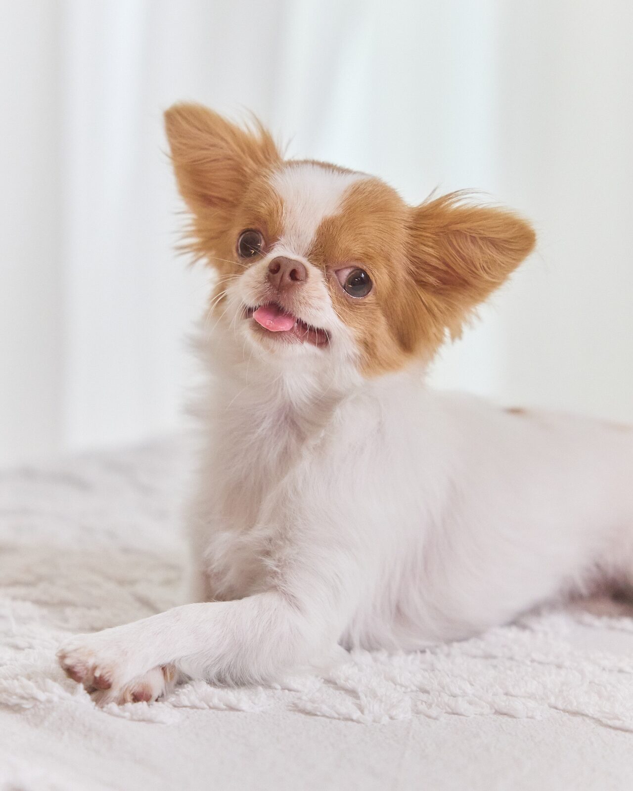 White and tan long-haired chihuahua sitting on a white blanket in front of a sheer white curtain