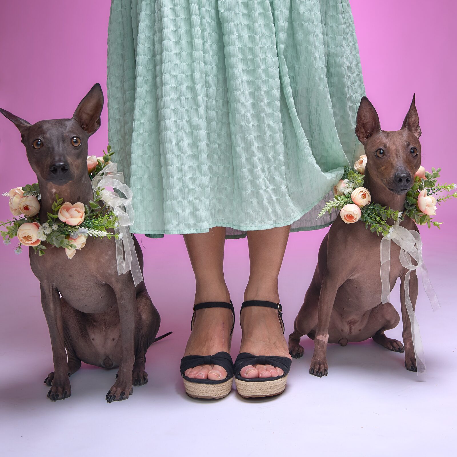 Two hairless dogs in flower collars sitting either side of a mint green skirt and sandals on a pink backdrop