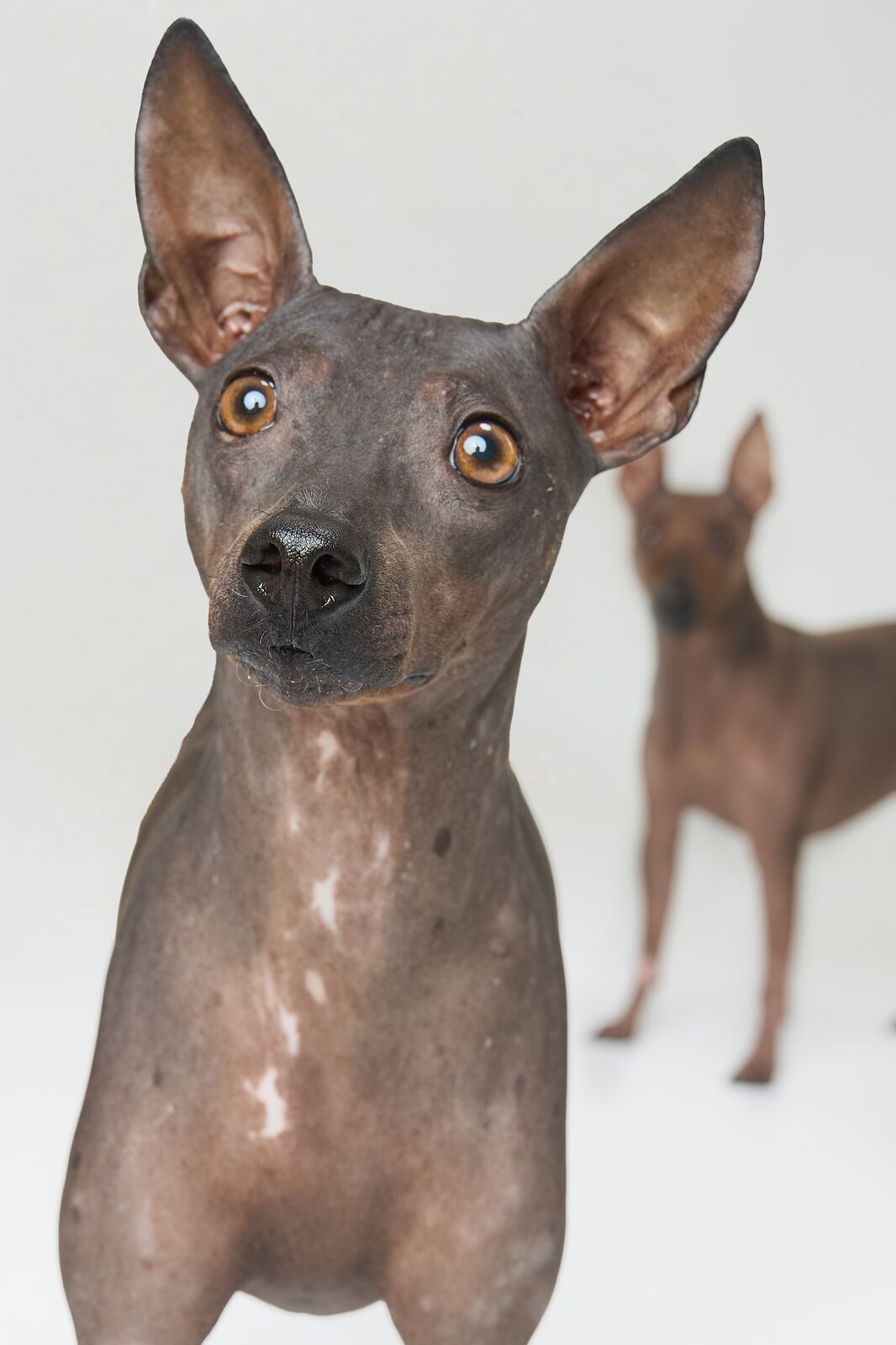 Close-up of a hairless dog's face with a second hairless dog in the background