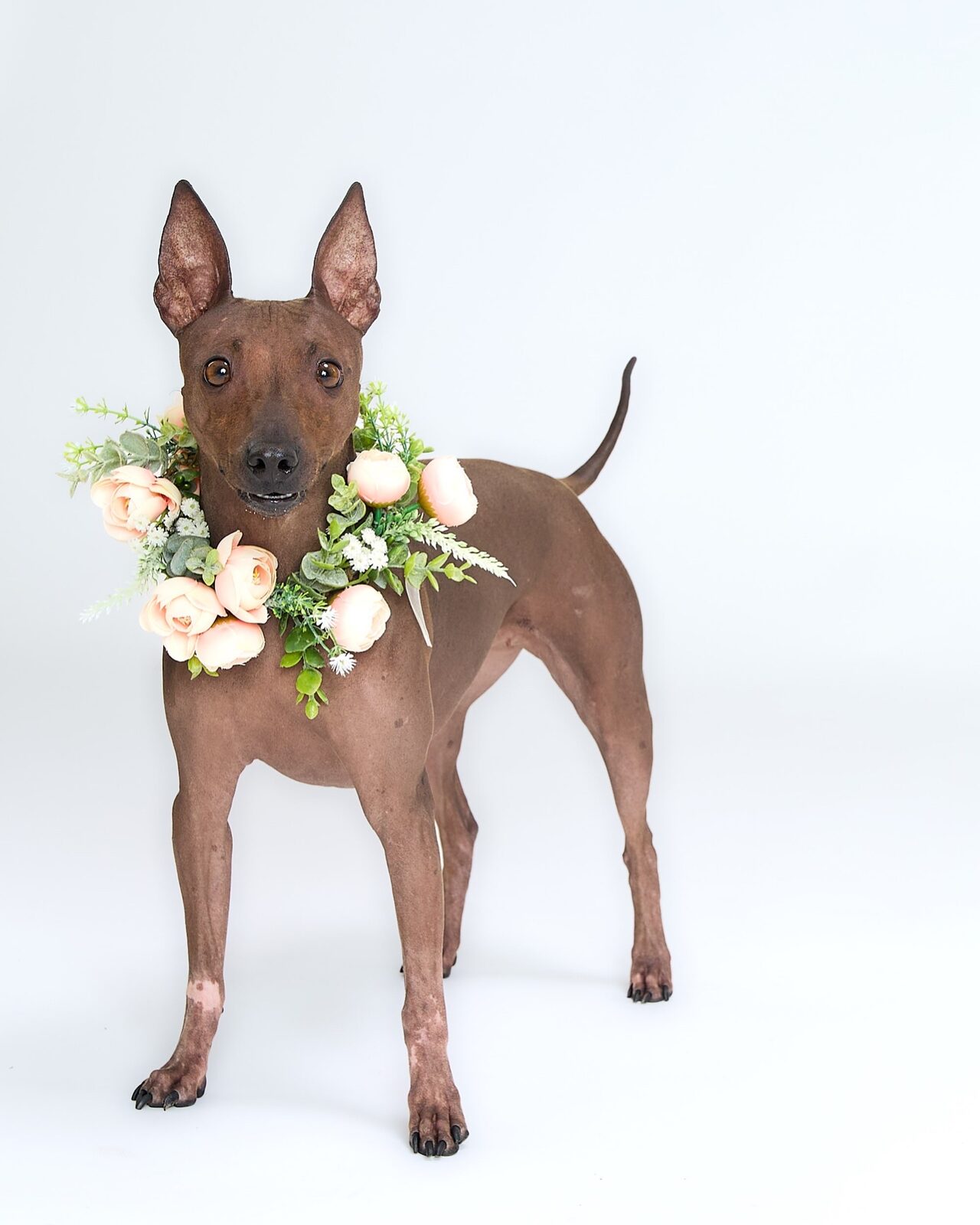 Hairless dog wearing a peach flower collar, standing on a white studio backdrop