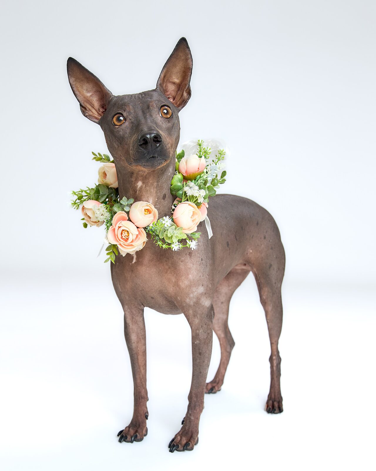 Hairless dog in a peach flower collar standing on a white studio backdrop, side view
