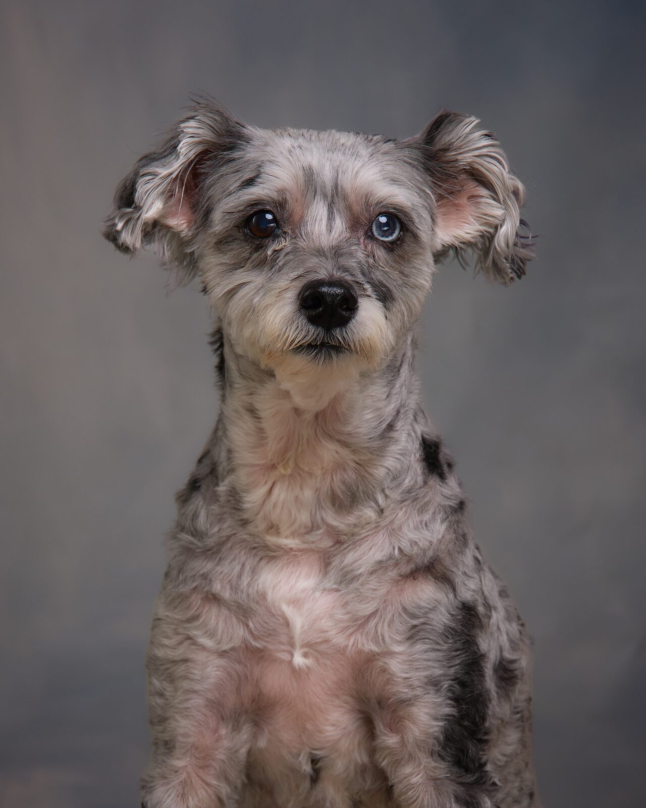 Grey scruffy terrier sitting on a dark painterly studio backdrop, looking at the camera