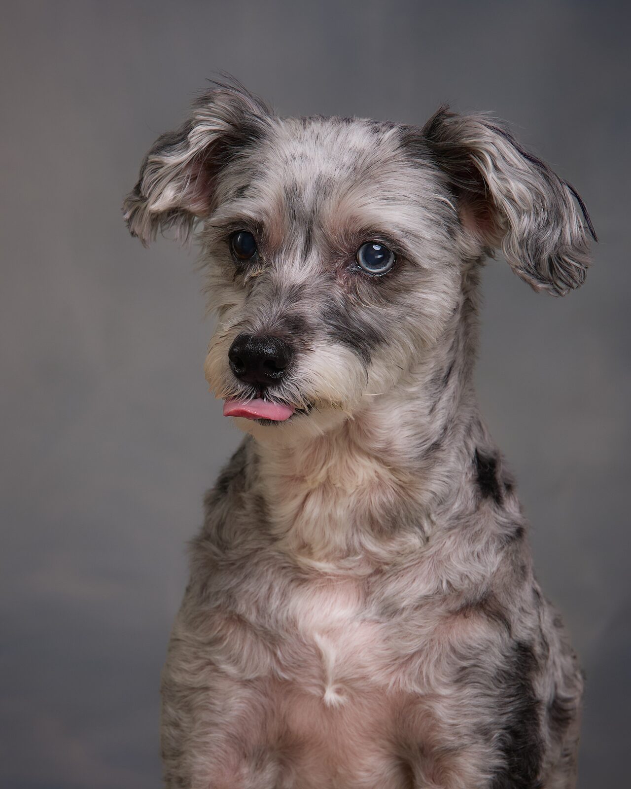 Grey scruffy terrier with its tongue out on a dark painterly studio backdrop
